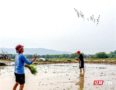 双牌泷泊镇：农耕好时节 早稻抛秧忙（组图）双牌永州站红网