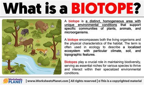 What Is A Biotope Definition Of Biotope