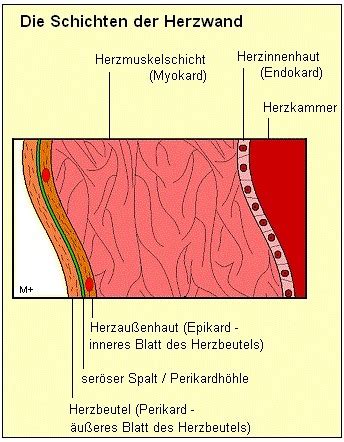 Anatomie Herz Kreislauf System Karteikarten Quizlet