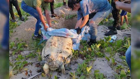 Encuentran Tortuga Muerta En Costas De Puerto La Cruz Diario El Tigrense