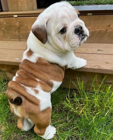 Bulldog Ingles Criadero Pets Medellín