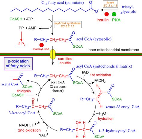 Fatty Acids: Fatty Acids Metabolism