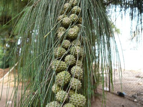 Casuarina Casuarina Equisetifolia