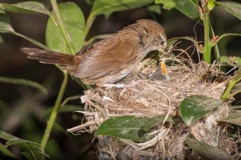 2700 Warbler Nest Stock Photos Pictures And Royalty Free Images Istock