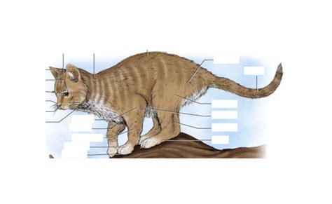 cat parts diagram quizlet