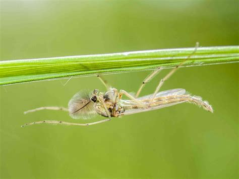 Insect population collapse: new evidence links it to dams