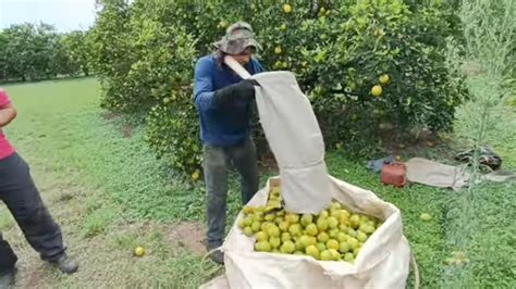 COLHEITA DE LARANJA VALÊNCIA NA REGIÃO DE ITÁPOLIS SP safra