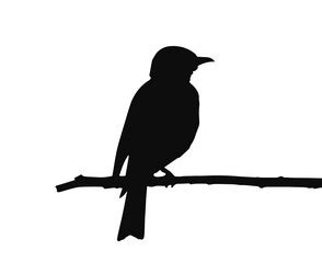 Bird Silhouette On Branch