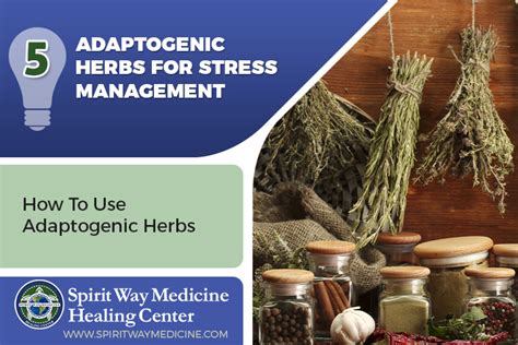 The Top 5 Adaptogenic Herbs For Stress Management – Spirit Way Medicine