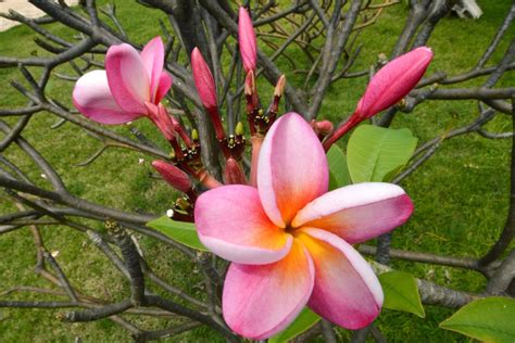 Hawaii Wedding Chapel: Plumeria