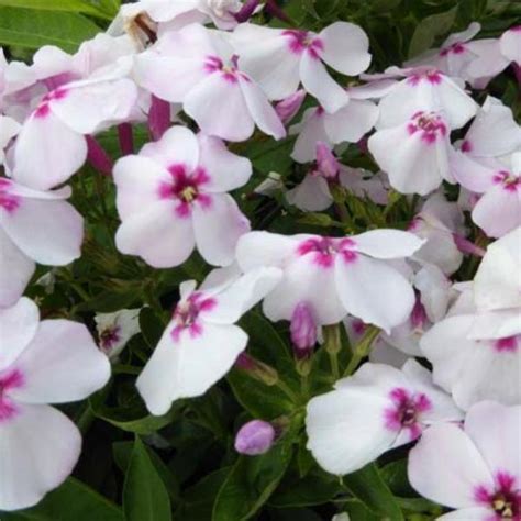 Vlambloem Floks Phlox Paniculata White Eye Flame Vaste Planten Planten Online Kopen