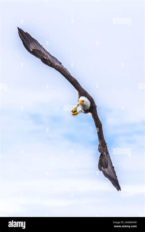 Canadian Bald Eagle Flying In Its Habitat In Hunting Mode Stock Photo