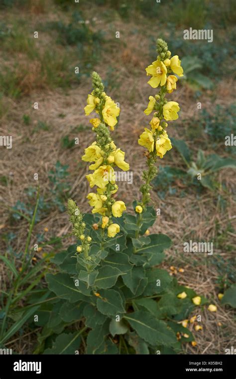 verbascum thapsus bloom stock photo alamy