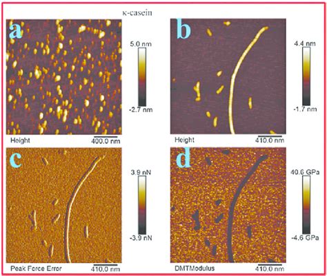 Afm Images Of K Casein A Before Treatment In Height Channel And After