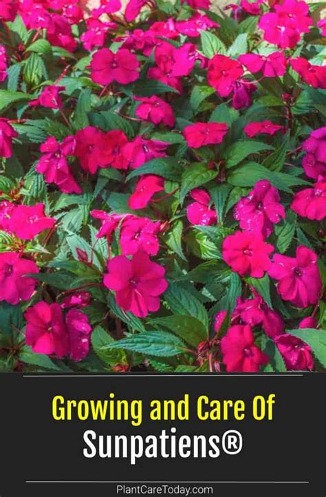 How To Grow And Care For Sunpatiens Plants Plantcaretoday Plants