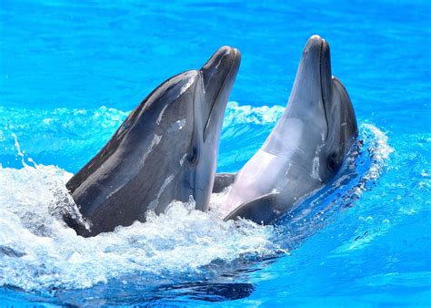 Bring This Beautiful Dolphins Image Into Your Home To Create The