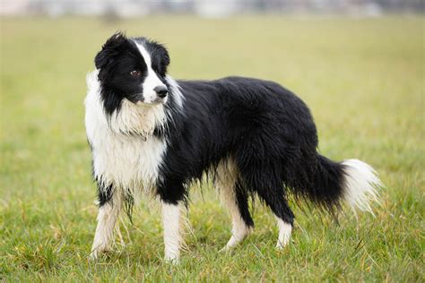 Border Collie Caractère Et éducation Ooreka