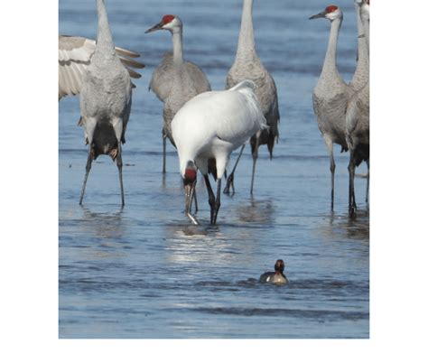 Whooping Crane Grus Americana Capturing A Channel Catfish Ictalurus