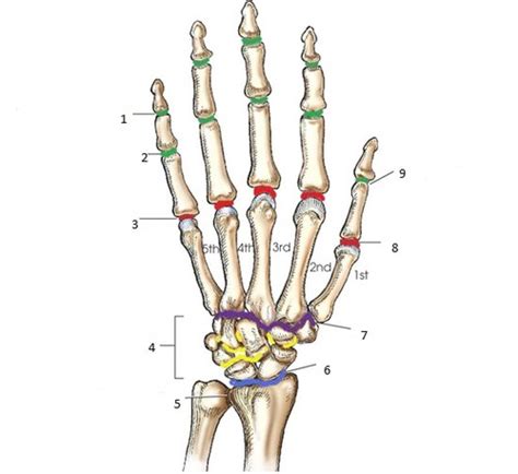 Functional Anatomy Exam Wrist And Hand Flashcards Quizlet