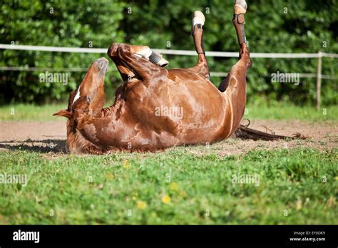 Horse lay on back and having fun to roll in sand. Horses fall down ...