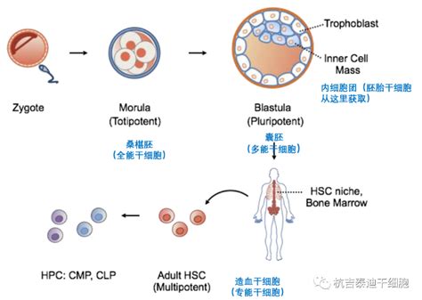 干细胞的分类及特点 山东省干细胞学会