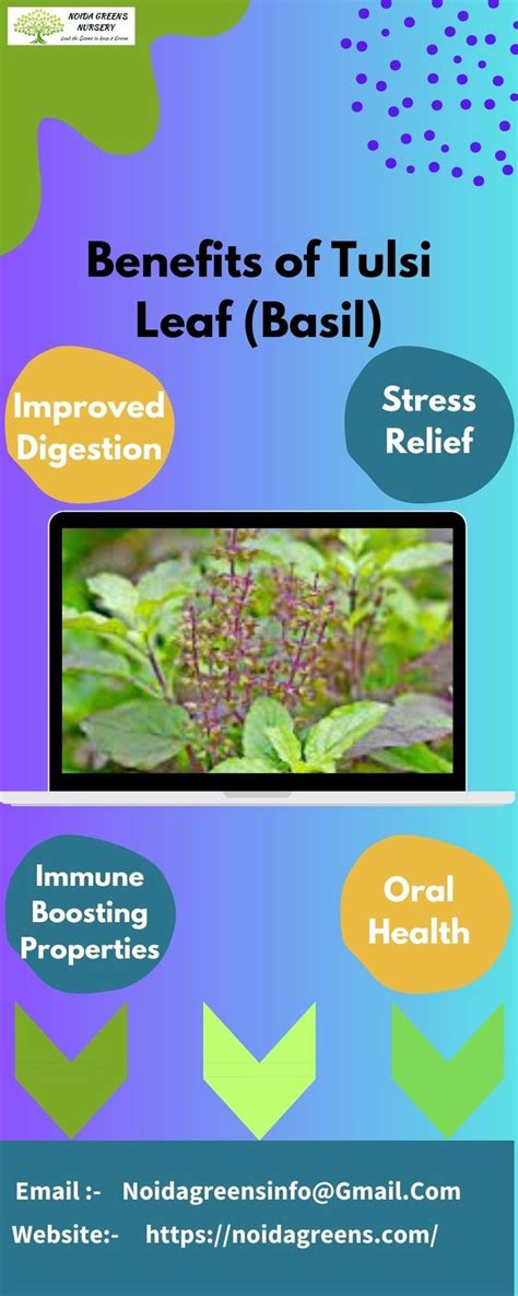 Tulsipatti Tulsi Tulsileaf Bestnurseryinnoida Plantnurserynearme