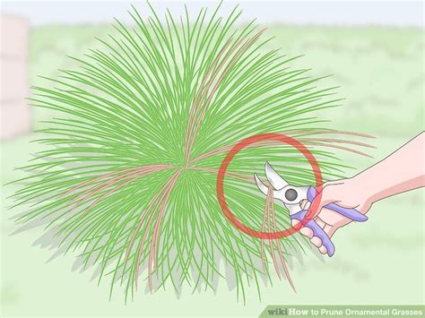 Ways To Prune Ornamental Grasses Wikihow Life