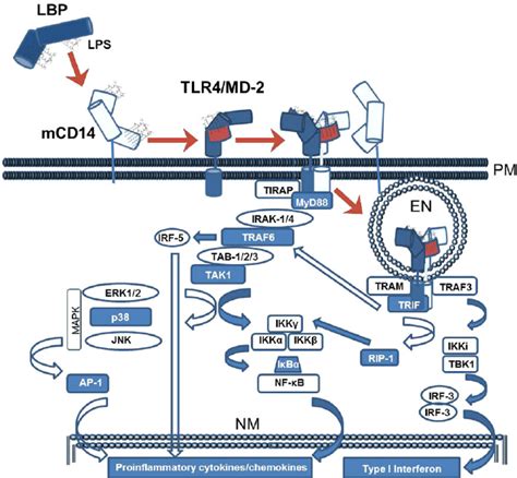 1 MyD88 And TRIF Dependent Pathway Signaling Downstream Of TLR4 As