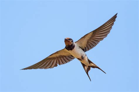 El Ave Migratoria Más Conocida La Golondrina Mis Animales