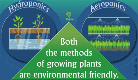 Aeroponics Vs. Hydroponics: What You Need to Know - Gardenerdy