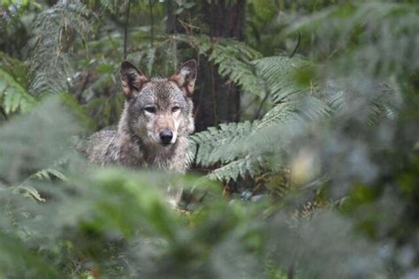 Le Loup Disparu Depuis 1913 En Bretagne Pourrait Faire Son Retour