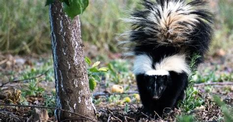 Skunk Poop Identifying And Cleaning Up After Skunks