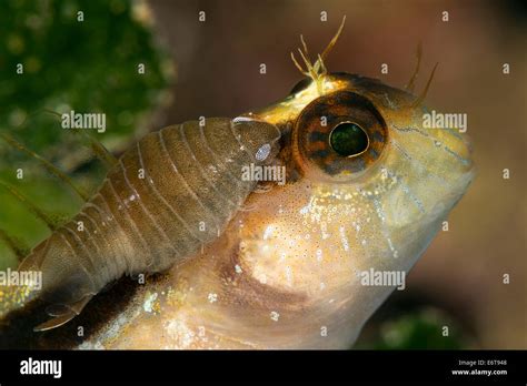 Parasite Des Poissons Marins Banque De Photographies Et Dimages à