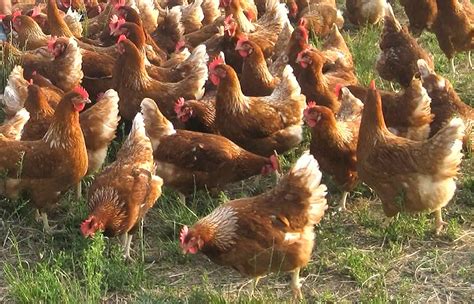 Gallinas en tu jardín Una súper ayuda para controlar plagas y