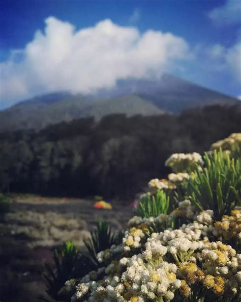 7 Gunung Di Indonesia Yang Tawarkan Pemandangan Indah Bunga Edelweis