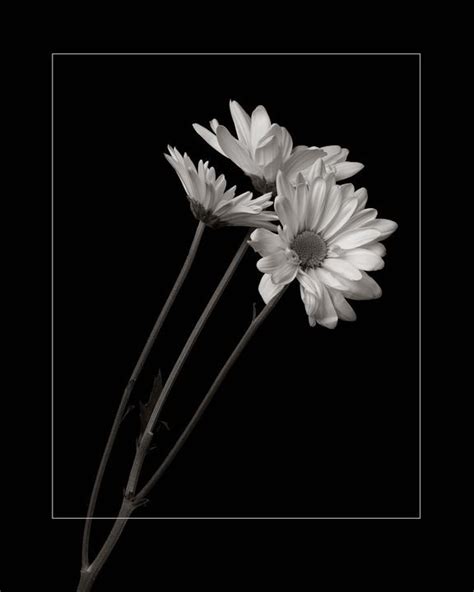 Black and White Daisy Images