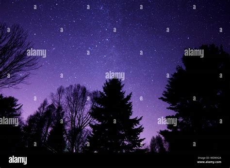 Silhouette Tree Under Starry Night Hi Res Stock Photography And Images