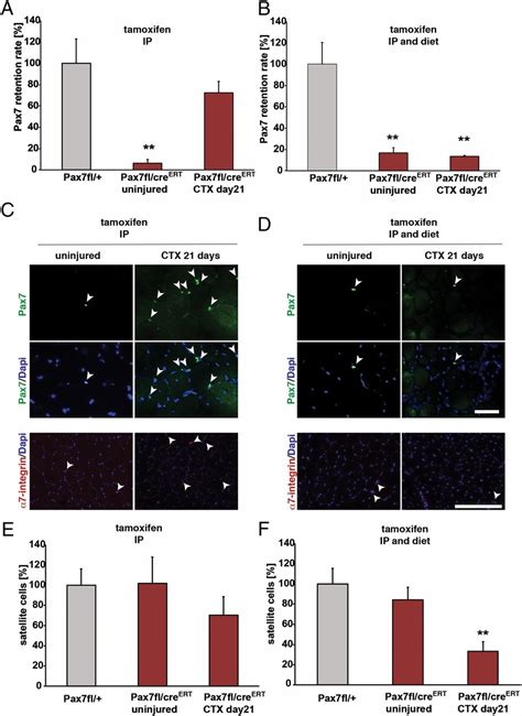 Pax7 Is Critical For The Normal Function Of Satellite Cells In Adult