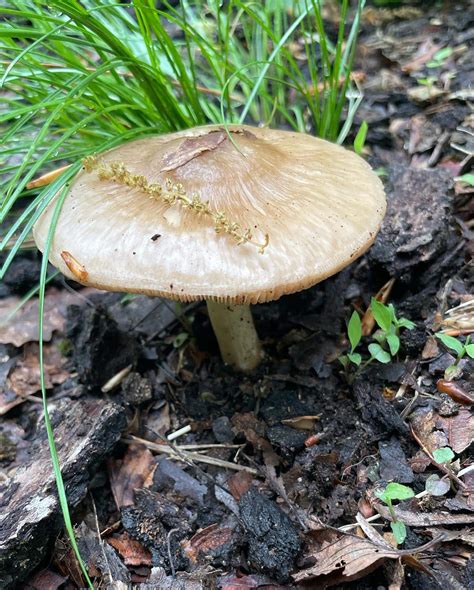 Pluteus Cervinus Deer Mushrooms Eat The Planet