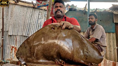 Kasimedu Speed Selvam Big Size Ray Fish Cutting Video K Video