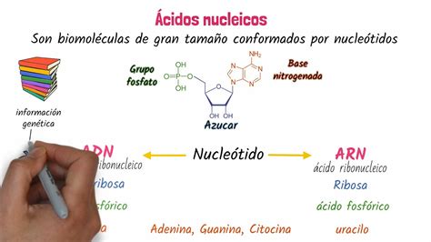 Cu Les Son Los Elementos De Los Cidos Nucleicos Valetry