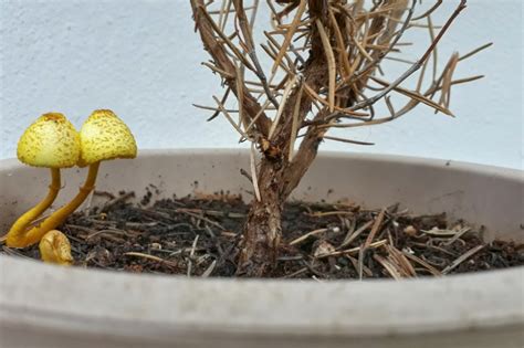 Pilze im Blumentopf Ursachen und Maßnahmen zur Bekämpfung