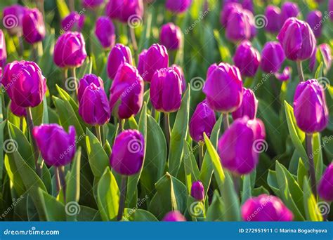 Field Of Purple Tulips At Sunset Floral Background Tulip Spring Flowers Concept Stock Image