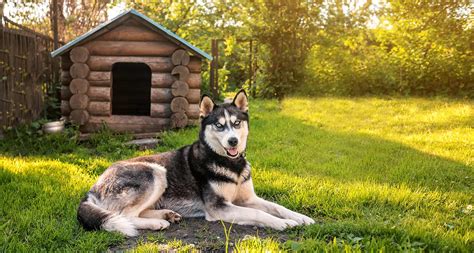 Dog Friendly Backyard Ideas Thatll Turn Your Space Into A K9 Oasis