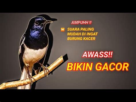 KACER GACOR NGOTOT NGEPLONG KONSLET AMPUH BUAT PANCINGAN KACER AGAR