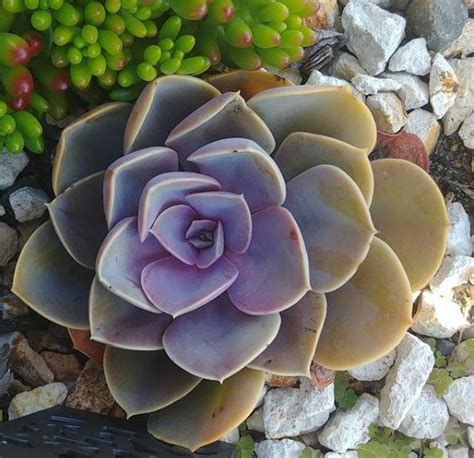 How To Trim Prune Succulents Successfully Succulent City Succulents Huge Succulents Cacti