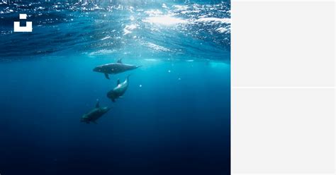 Sea animals | 1 best free sea animal, animal, dolphin and fish photos on Unsplash