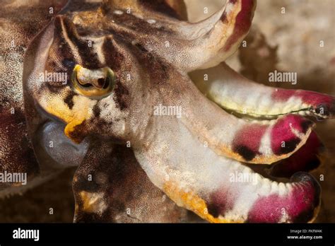 Pfeffer S Flamboyant Cuttlefish Metasepia Pfefferi Hunting Stock