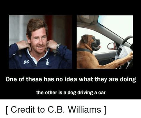 Dog driving car Memes