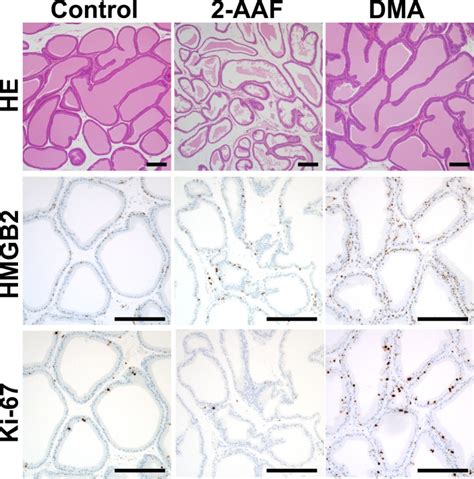 Anti Ki Rabbit Monoclonal Antibody Agilent Technologies Bioz